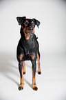 stehender Manchester Terrier