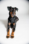 liegender Manchester Terrier