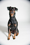 sitzender Manchester Terrier