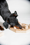 Manchester Terrier mit Intelligenzspielzeug