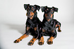 zwei Manchester Terrier