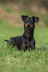 Manchester Terrier