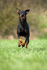 rennender Manchester Terrier