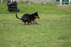 rennender Manchester Terrier