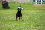Manchester Terrier spielt Frisbee