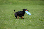 Manchester Terrier spielt Frisbee