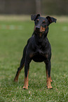 stehender Manchester Terrier
