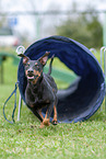 rennender Manchester Terrier