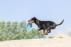Manchester Terrier spielt Frisbee