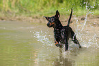 rennender Manchester Terrier