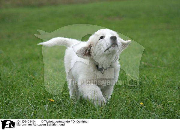 Maremmen-Abruzzen-Schferhund / Maremma and Abruzzes Sheepdog / DG-01401