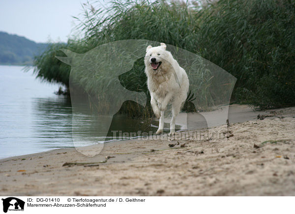 Maremmen-Abruzzen-Schferhund / Maremma and Abruzzes Sheepdog / DG-01410