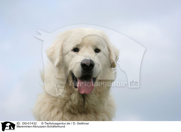 Maremmen-Abruzzen-Schferhund / Maremma and Abruzzes Sheepdog / DG-01432