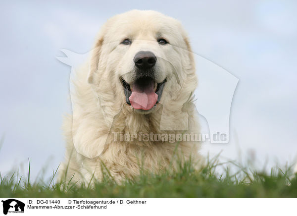 Maremmen-Abruzzen-Schferhund / DG-01440