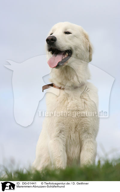 Maremmen-Abruzzen-Schferhund / Maremma and Abruzzes Sheepdog / DG-01441