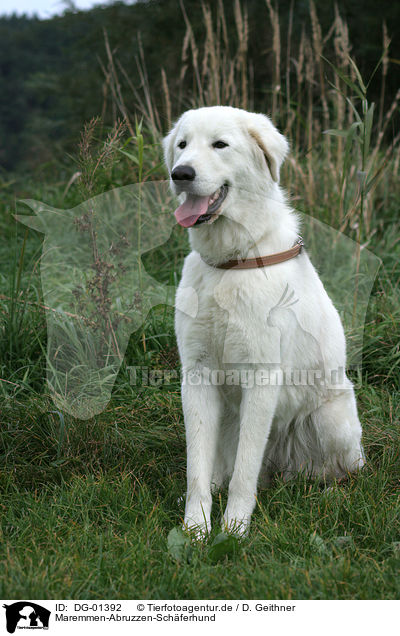 Maremmen-Abruzzen-Schferhund / DG-01392