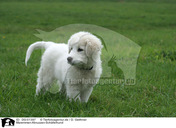 Maremmen-Abruzzen-Schferhund / Maremma and Abruzzes Sheepdog / DG-01397