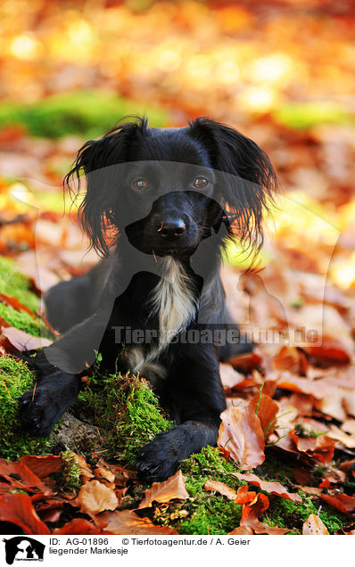 liegender Markiesje / AG-01896