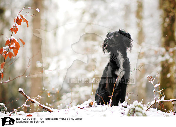 Markiesje im Schnee / Markiesje in the snow / AG-02516