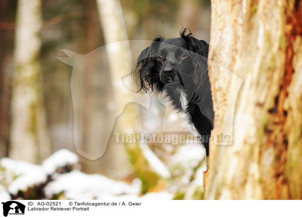 Labrador Retriever Portrait / Labrador Retriever Portrait / AG-02521
