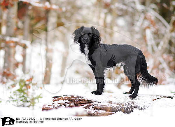 Markiesje im Schnee / Markiesje in the snow / AG-02532