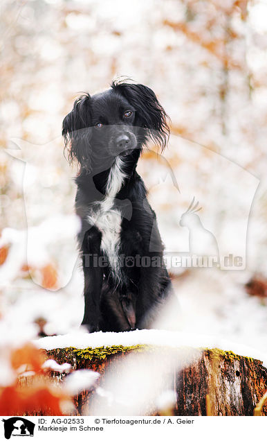 Markiesje im Schnee / Markiesje in the snow / AG-02533