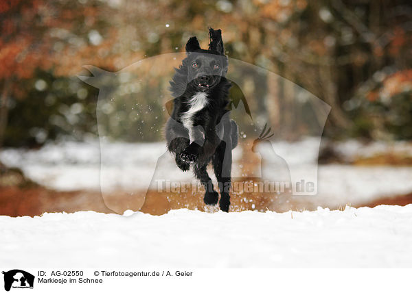 Markiesje im Schnee / AG-02550