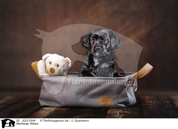 Markiesje Welpe / Markiesje Puppy / JQ-01946