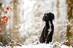 Markiesje im Schnee