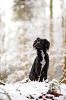 Markiesje im Schnee