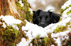 Markiesje im Schnee