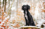 Markiesje im Schnee