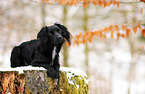 Markiesje im Schnee