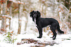 Markiesje im Schnee