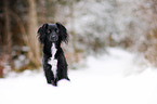 Markiesje im Schnee