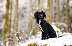 Markiesje im Schnee