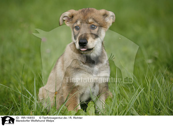 Marxdorfer Wolfshund Welpe / Marxdorfer Wolfdog Puppy / RR-16850