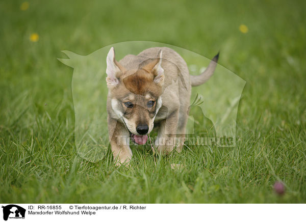 Marxdorfer Wolfshund Welpe / RR-16855
