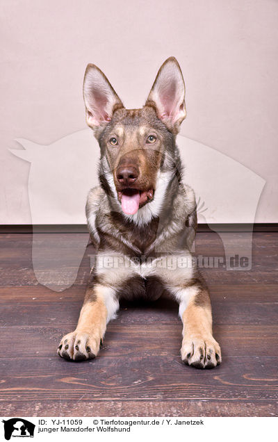 junger Marxdorfer Wolfshund / young Marxdorfer Wolfdog / YJ-11059