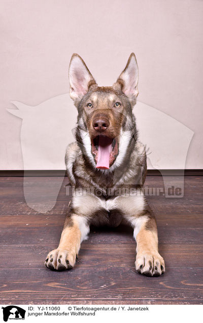 junger Marxdorfer Wolfshund / young Marxdorfer Wolfdog / YJ-11060