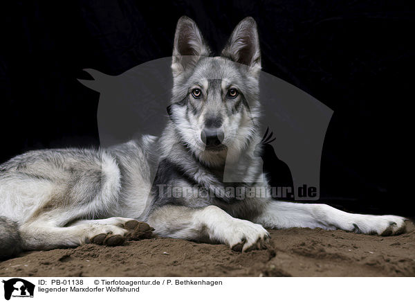 liegender Marxdorfer Wolfshund / lying Marxdorfer wolfdog / PB-01138