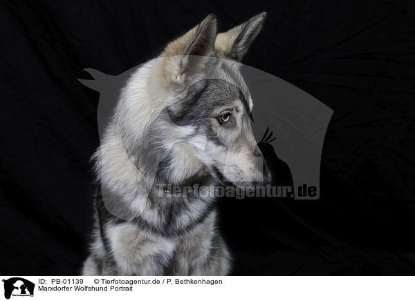 Marxdorfer Wolfshund Portrait / Marxdorfer wolfdog portrait / PB-01139