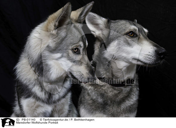 Marxdorfer Wolfshunde Portrait / PB-01140