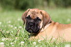 liegender Mastiff