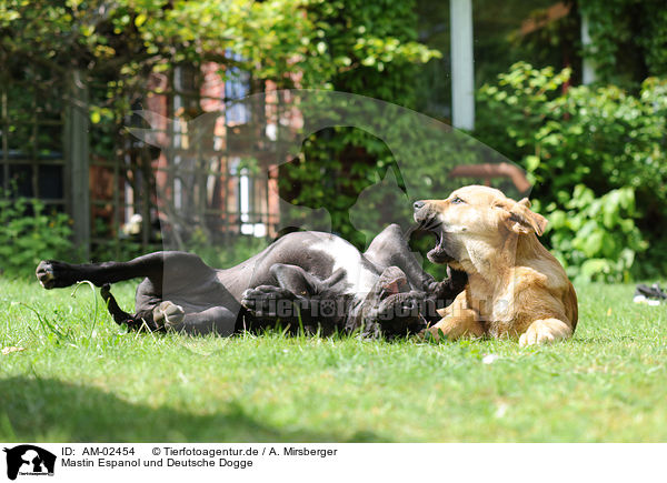 Mastin Espanol und Deutsche Dogge / AM-02454