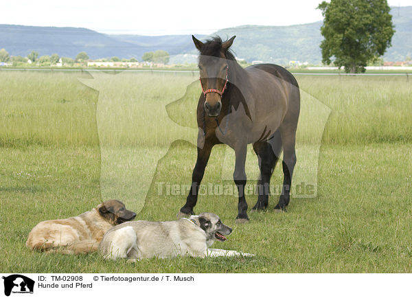 Hunde und Pferd / TM-02908