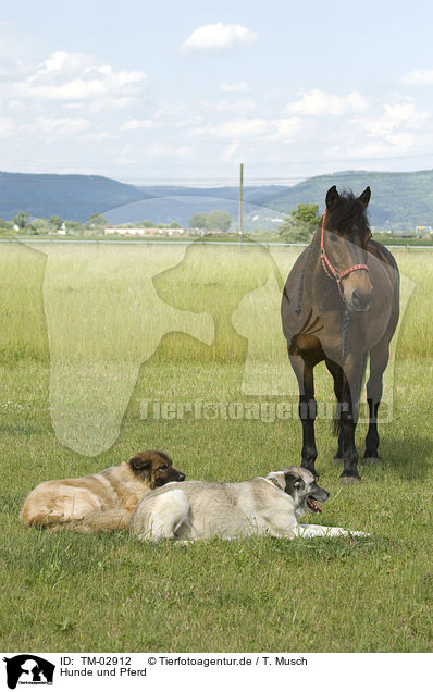 Hunde und Pferd / TM-02912