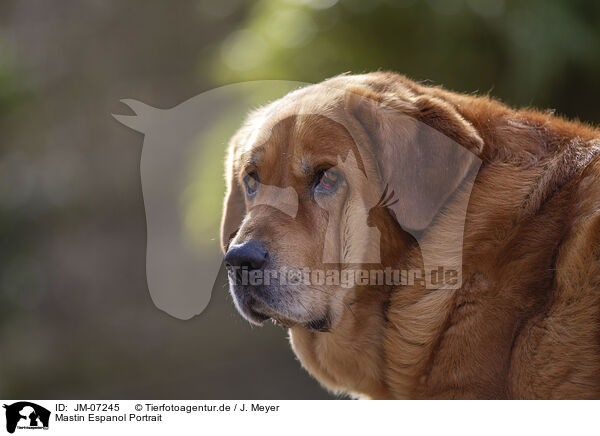 Mastin Espanol Portrait / Mastin Espanol Portrait / JM-07245