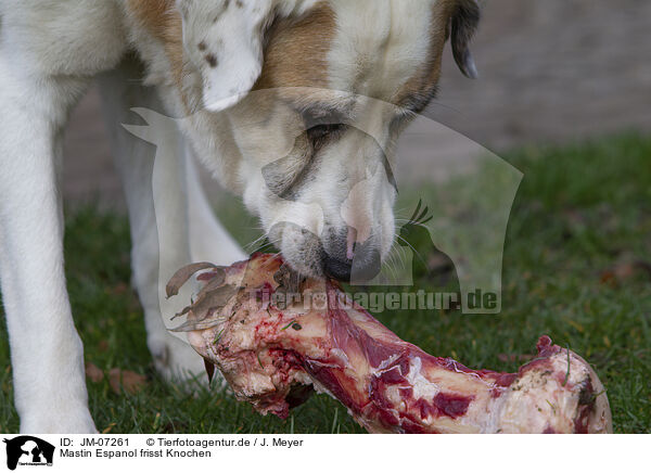Mastin Espanol frisst Knochen / Mastin Espanol eats bone / JM-07261