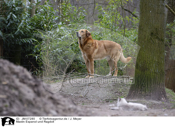 Mastin Espanol und Ragdoll / JM-07280